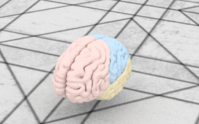 大脑的模型