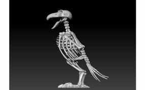  鹦鹉骨架模型