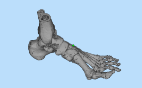 人体脚骨模型