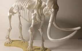 猛犸象骨骼模型