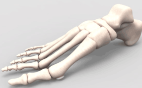 脚骨造型模型