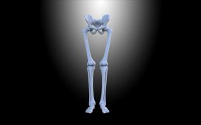 人类腿骨模型