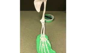 上肢骨骼解剖模型