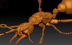红牛蚂蚁模型
