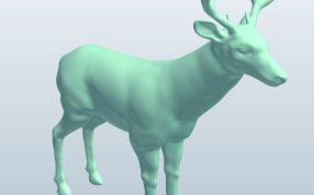白尾鹿模型