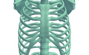 人的胸腔打印模型