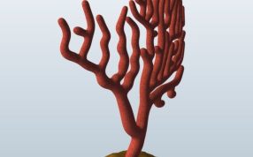 柳珊瑚模型