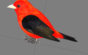  红色的鸟模型