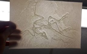 恐龙化石三维打印模型