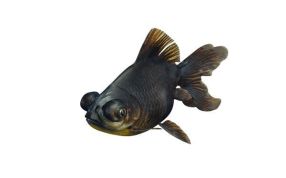 黑色沼泽金鱼