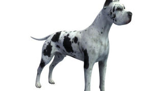 大丹狗模型