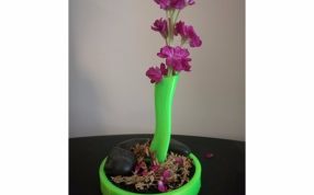 花梗花瓶模型