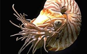 海洋中的活化石鹦鹉螺
