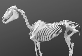 马骨骼造型