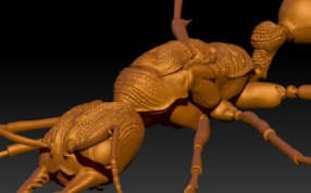 红蚂蚁模型
