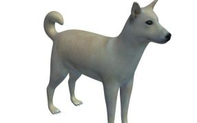 迦南狗模型