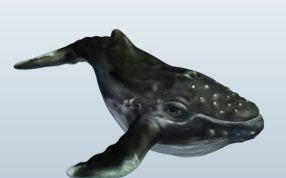 座头鲸模型